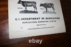 RARE new old stock orig 1940 Large USDA Heifer slaughter grade poster chart sign